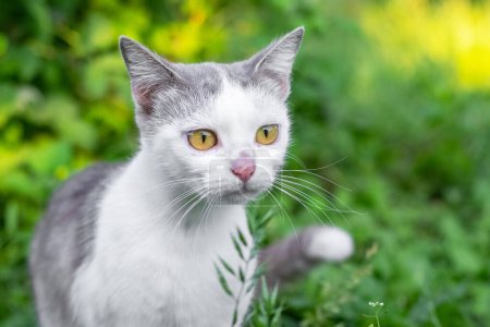 Foto de Gato gris y blanco con ojos grandes observa cuidadosamente presas en el jardín - Imagen libre de derechos