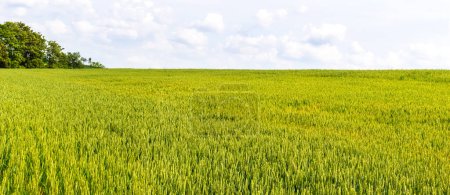 Campo de trigo verde durante la maduración del trigo