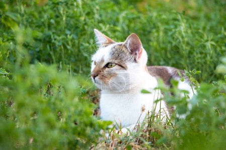 Foto de El gato manchado blanco se esconde en la hierba verde en el jardín - Imagen libre de derechos
