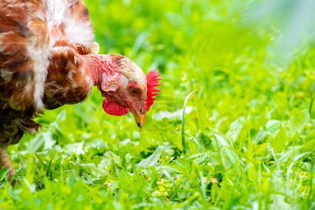 Braune Hühner im Garten Nahaufnahme im Profil auf grünem Gras