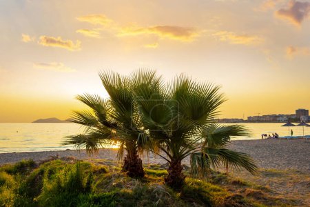 Palm trees on the shore of the Adriatic Sea during sunset, Vlora, Albania