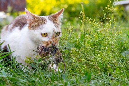 A cat holding a caught mouse in its mouth, a cat with a mouse in a garden among green grass