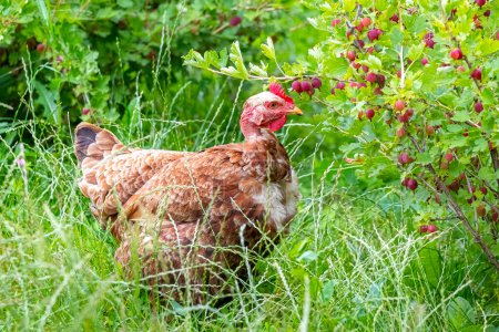 A brown hen in the garden pecks gooseberry berries