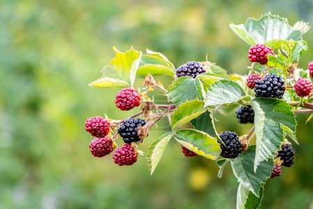 A branch of Cumberland raspberries with berries during ripening on a blurred background