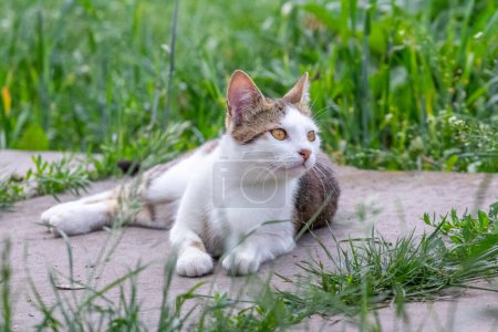 A white cat with gray spots lies in the garden on an alley among green grass