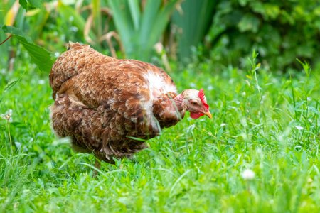 The brown hen in the garden amidst green vegetation