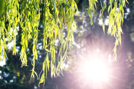 Weidenzweige mit grünen Blättern hängen an einem sonnigen Tag vom Baum