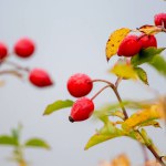 Rosehip bush with red fruits in autumn