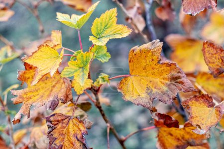 Arbusto de grosella con hojas marchitas en otoño