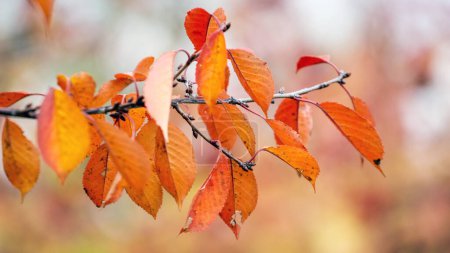 A branch of a tree with bright orange leaves in an autumn forest on a blurred background