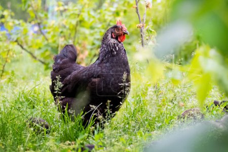 Schwarzes Huhn im Garten zwischen grünem Gras und Büschen