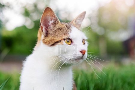 Un chat tacheté blanc avec un look alerte dans le jardin sur un fond flou