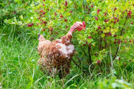 A brown chicken with a bare neck in the garden is pecking at gooseberry berries