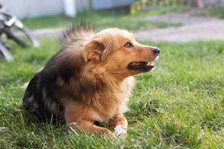 A brown fluffy dog with an aggressive look lies in the garden on the grass