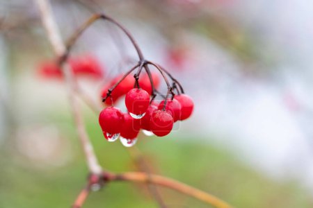 A viburnum branch with red berries is covered with raindrops