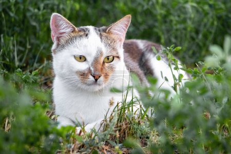 Un chat tacheté blanc se trouve tranquillement dans le jardin sur l'herbe