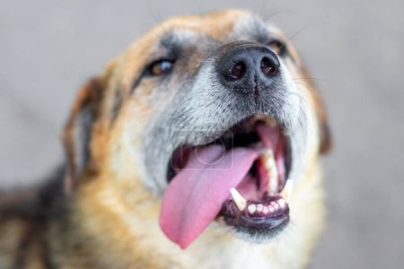 Großaufnahme des Gesichts eines Hundes mit herausstehenden Zähnen und Zunge auf verschwommenem Hintergrund