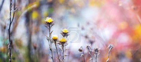 Autumn background with overgrowth of weeds on a colorful blurred background