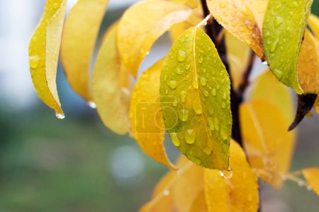 Raindrops on yellow pear leaves in autumn garden