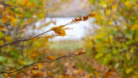 Tree branches with dry leaves in the forest on the background of the river