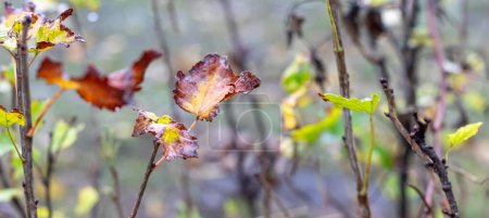 Currant bush with dry autumn leaves in the garden