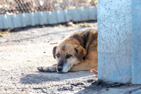 A dog with a sad look is lying on the asphalt near the house