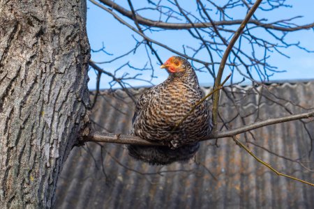 A grey-brown speckled chicken sits on a tree branch on a farm
