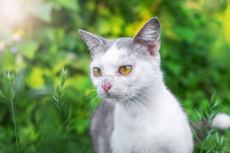 Un gato manchado blanco con una curiosa mirada interesada en el jardín