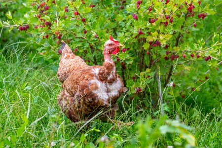 Foto de Una gallina marrón en el jardín pica bayas de grosella - Imagen libre de derechos