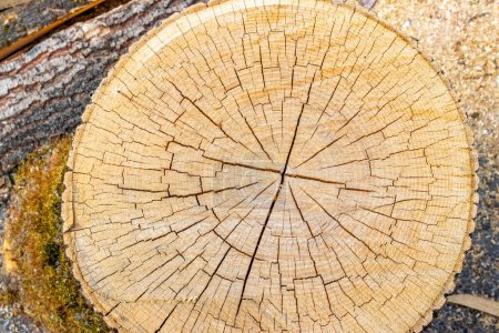 Coupe transversale d'un tronc d'arbre avec fissures, texture du bois