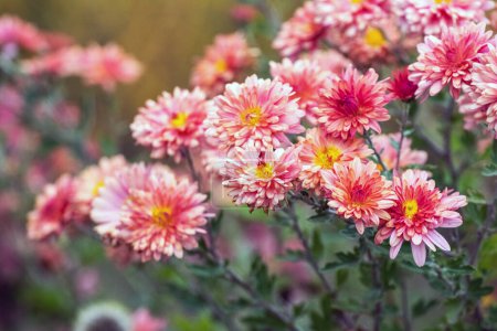 Pink asters in the autumn garden