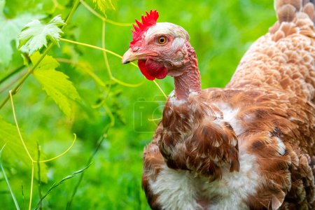 Portrait of a brown chicken with a bare neck in the garden on a background of green grass