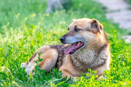 Téléchargez les photos : Un grand chien brun à bouche ouverte est couché dans le jardin sur l'herbe - en image libre de droit
