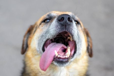 A close-up of a dog's face with fangs and a protruding tongue