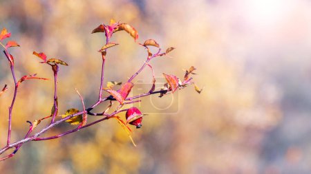 Une branche d'une hanche rose avec des feuilles jaunes et une baie rouge sur un fond flou par une journée ensoleillée