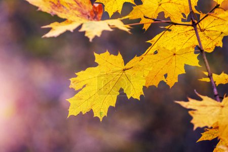 Hojas de arce amarillo en el bosque en un árbol en un día soleado de otoño