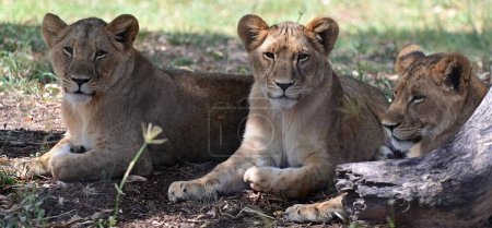 Téléchargez les photos : Trois cubes de lion mignon (Panthera leo) relaxant ensemble. - en image libre de droit