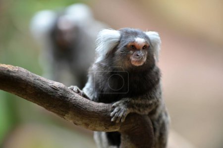 Photo for Two Common Marmoset on tree branch in South America jungle - Royalty Free Image