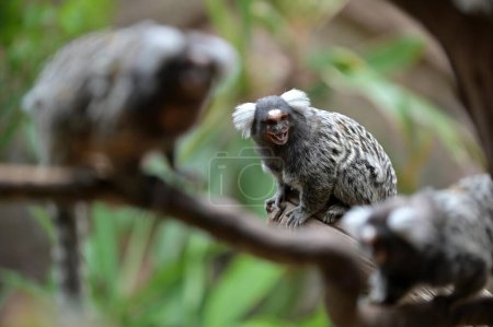 Two Common Marmoset on tree branch in South America jungle