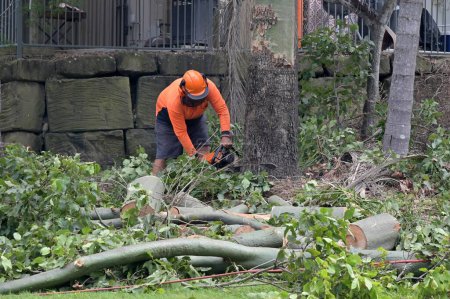 Photo for BRISBANE - FEB 27  2023:Arborists cutting down large tree trunk.Arborists is tree care professional who trained and certified to provide specialized care for trees. - Royalty Free Image