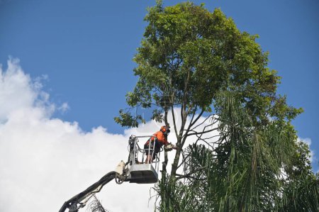Photo for BRISBANE - FEB 27  2023:Arborists cutting branch of a tree with chainsaw using truck-mounted lift.Arborists is tree care professional who trained and certified to provide specialized care for trees. - Royalty Free Image