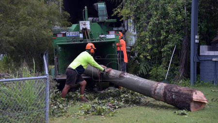 Photo for BRISBANE - FEB 27  2023:Arborists putting tree trunk through Mulcher wood chipper.Arborists is tree care professional who trained and certified to provide specialized care for trees. - Royalty Free Image