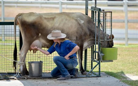 Photo for GOLD COAST - NOV 03 2023:Australian farmer milking cow.Dairy is one of Australia's most important rural industries, producing 9 billion litres of milk in 2018-19 and employing about 46,200 people - Royalty Free Image