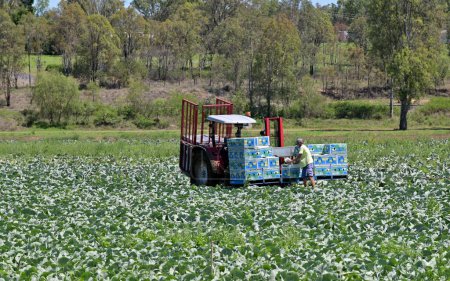 Photo for DARLING DOWNS, QLD -  NOV 30 2023:Australian farmers harvesting crops in agricultural field. Australia is a major agricultural producer and exporter, with over 325,300 people employed in agriculture. - Royalty Free Image