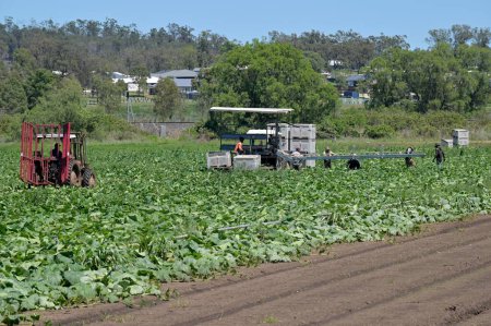 Photo for DARLING DOWNS, QLD -  NOV 30 2023:Australian farmers harvesting crops in agricultural field. Australia is a major agricultural producer and exporter, with over 325,300 people employed in agriculture. - Royalty Free Image