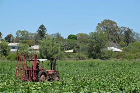 Photo for DARLING DOWNS, QLD -  NOV 30 2023:Australian farmer drive a tractor harvesting crops in agricultural field. Australia is a major agricultural producer and exporter, with over 325,300 people employed in agriculture. - Royalty Free Image