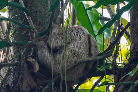 Foto de Amplio perezoso gris durmiendo en rama de árbol en Costa Rica - Imagen libre de derechos