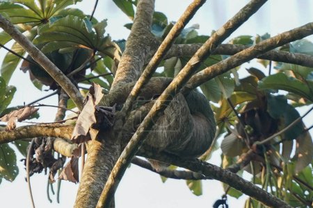 Foto de Amplio perezoso gris durmiendo en rama de árbol en Costa Rica - Imagen libre de derechos