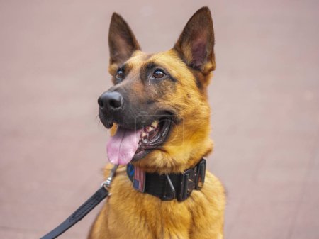 Departamento de Policía de Nueva York oficina de tránsito K-9 perro proporcionando seguridad en Nueva York