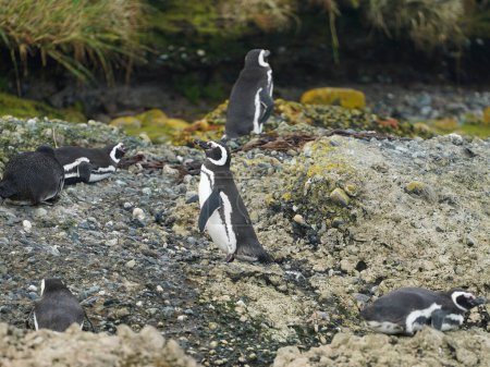 Photo for Magellanic Penguins at Tuckers Islets in Chilean Patagonia - Royalty Free Image